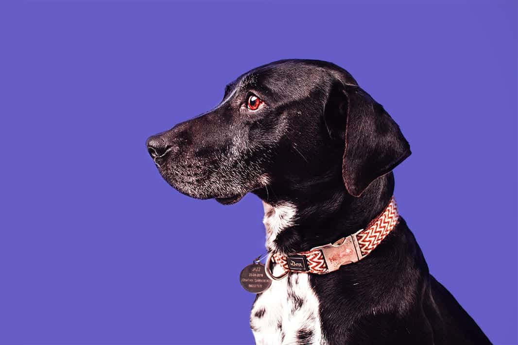 perro Raquel Pavo